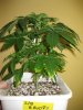 BigBa_1_022410_1.5wks.jpg