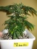 BigBb_1_022410_1.5wks.jpg