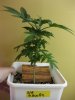 BigBc_1_022410_1.5wks.jpg