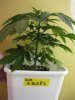 BigBd_1_022410_1.5wks.jpg