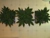 BBud_1_022110_2.5wks.jpg