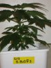 BBudb_1_022110_2.5wks.jpg