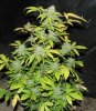 Tarberry#10 plant [800x600].JPG