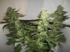 Strawberry-Cough1-2-22-10.jpg
