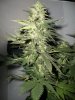 Strawberry-Cough2-2-22-10.jpg