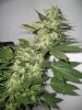 Strawberry-Cough3-2-22-10.jpg