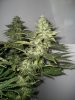 Strawberry-Cough4-2-22-10.jpg