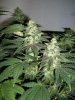 Strawberry-Cough5-2-22-10.jpg