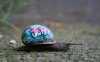 john-snail-graffiti.jpg