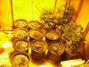grow1.JPG
