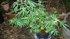 15 Gallon Coco Coir Repotted Mother 004.jpg