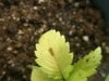 Mary2_030110_closeup3.jpg