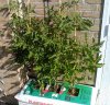 three_tomato_plants.jpg