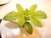 DSC03034.jpg