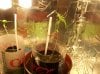 100_2407.jpg