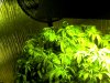 Snapshot_20100302.jpg