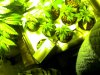 Snapshot_20100302_3.jpg