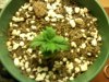 downsized_0302001437.jpg