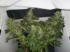 Strawberry-Cough2-3-1-10.jpg