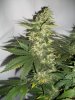 Strawberry-Cough4-3-1-10.jpg