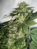Strawberry-Cough5-3-1-10.jpg