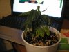 White Worms 004.jpg