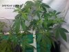 Spotchy Leaves.jpg