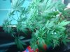 DSC02804.JPG