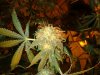 DSCF3648.jpg