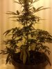 downsized_0304001959.jpg