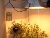 grow 073.jpg