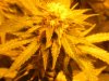 grow 075.jpg