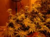 grow 056.jpg