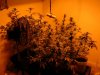 grow 058.jpg