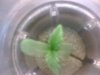 Image4.jpeg