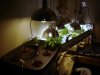 cfl grow and drip system 034.jpg