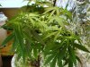 cfl grow and drip system 020.jpg