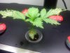 PurpleP -12 days.jpg PurpleP -12 days.jpg
