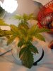 DSC03058.jpg