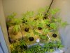 clones 007.jpg
