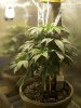Full plant.jpg