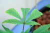 black domina.jpg