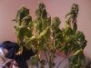 first grow 021.jpg