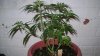 100_0875.jpg