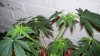 100_0871.jpg