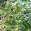 3weeks flower.JPG