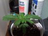 DirtPlant.jpg