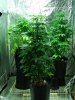 11 Weeks - Mothers.JPG