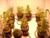 plant pics 001.jpg