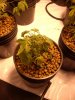 plant pics 002.jpg